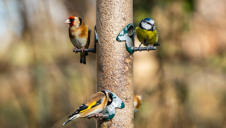 More than four in ten species in the UK have experienced population decline since 1970